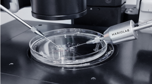 Embryo Stem cell transfer